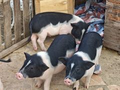 -HERRE·FARM 赫尔露营农场·团建聚会包场