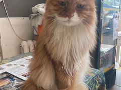 -平行世界·猫咖(首经贸店)
