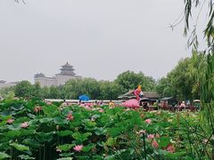 -莲花池公园