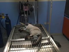 -瑞派福兴宠物医院犬猫全科·骨科·中西医结合(河东店)