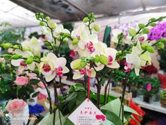 -金陵花卉交易市场