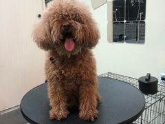 -小尾巴宠物店(万科·金域华庭店)