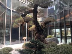 -东方美谷JW万豪酒店·The lounge大堂吧
