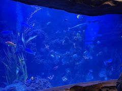 -芜湖新华联大白鲸海洋公园