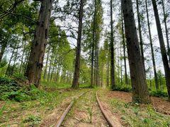 -黄海国家森林公园