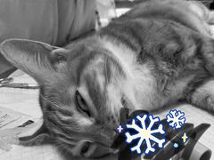 -邢大夫动物医院