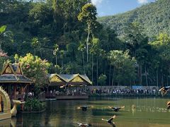 -西双版纳原始森林公园