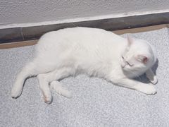 -琪喵猫屋·撸猫猫咖·猫舍