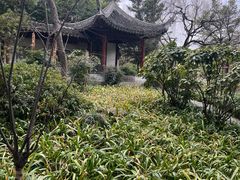 -秋霞圃