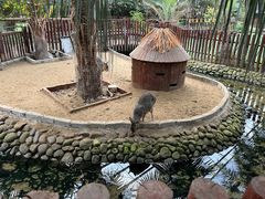 -呀路古热带植物园
