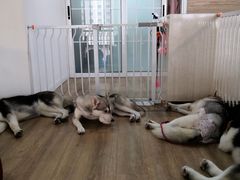 -Husky Go! 哈士奇体验馆·宠物咖啡厅狗咖