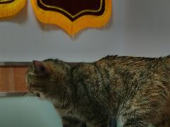 -宠福鑫动物医院(城北分院)