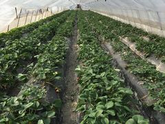 -青浦采草莓天天草莓园