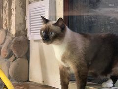 -猫咪博物馆(顶澳仔猫街店)