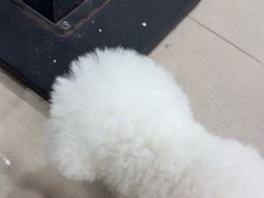 -佳雯宠物医院·皮肤科·内外科(春晓路分院)