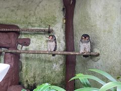 -吉隆坡雀鸟公园