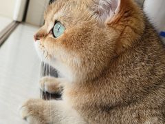 -猫大福·Fortune Cat猫舍(百子湾店)