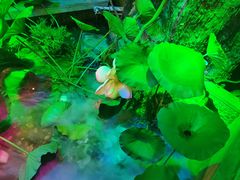 -韵秋荷(宝山龙湖天街店)
