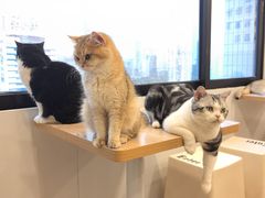 -有喵·猫咖·狗咖·30几只猫10只小狗(岗厦店)