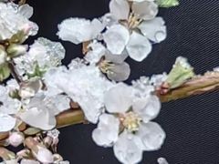 -正蓝旗草原特蒙餐