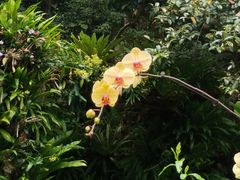 -深圳仙湖植物园