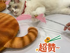 -COLOR PETS 撸猫馆·购猫·猫咖(长风大悦城店)
