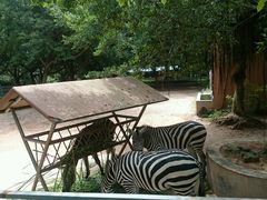 -广东茂名森林公园