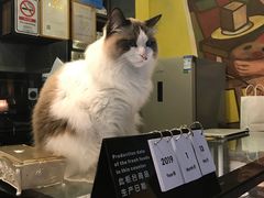 -咖法森林·咖啡  酒吧(天河店)