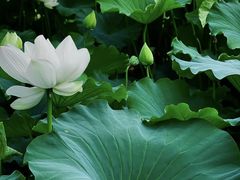 -莲池书院博物馆