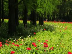 -上海共青森林公园