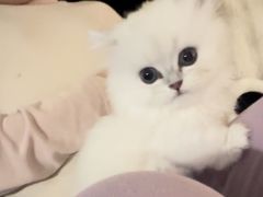 -飞行喵MR PILOT|猫舍·猫咖(静安大融城店)