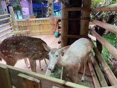 -正佳雨林生态植物园