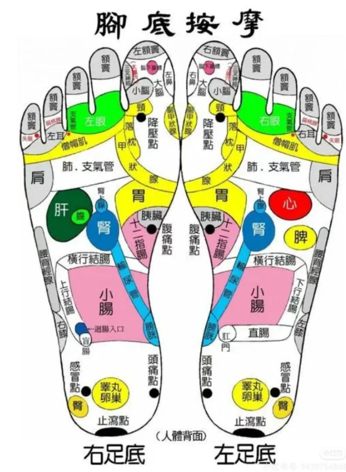 足心准确位置图和作用图片