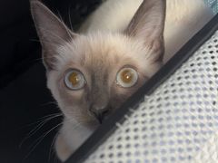 -瑞派福兴宠物医院犬猫全科·骨科·中西医结合(河东店)