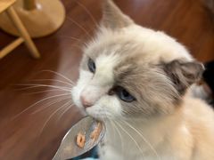 -楼上猫咖(罗湖店)