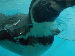 -新疆天山野生动物园