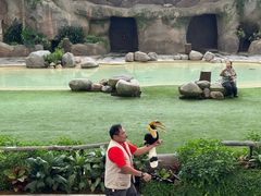 -新加坡飞禽公园