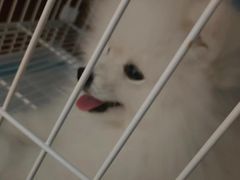 -翊宠yipet猫狗购宠庄园犬舍•猫舍