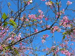 -天适樱花悠乐园