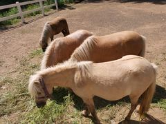 -紫海香堤香草艺术庄园