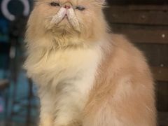 -more than meow吴止猫主题餐厅(承德 中船汇店)