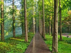 -黄海国家森林公园