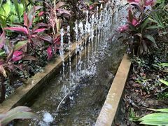 -呀路古热带植物园