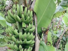 -云溪植物园