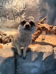 -Zoolung Zoolung动物主题公园(海信广场店)