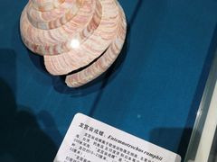 -青岛贝壳博物馆