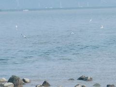 -深圳湾公园(南山区)