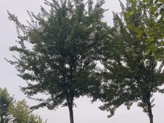 -眉山湿地公园(东坡区)