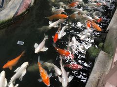 -南宫五洲植物乐园