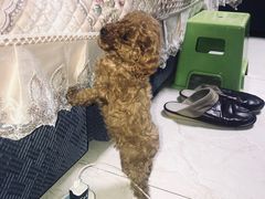 -嘉美宠物医院